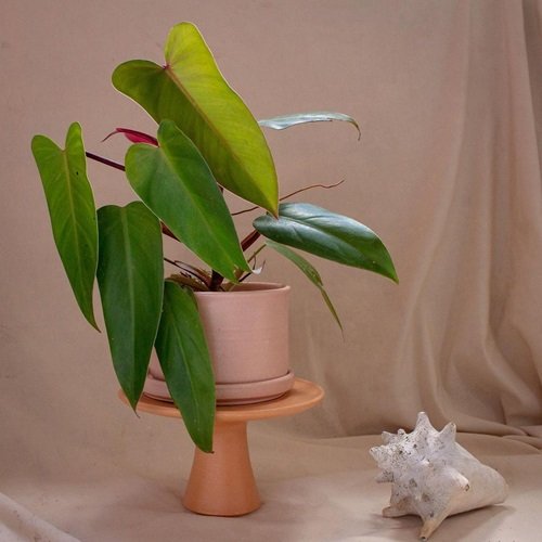 Blushing Philodendron Information