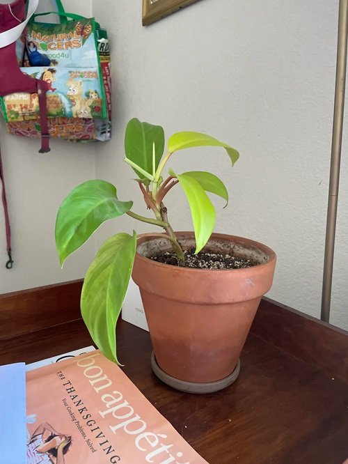 Requirements For Growing Blushing Philodendron care