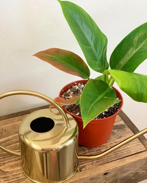 Requirements For Growing Blushing Philodendron water